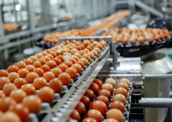 Prediction Markets Suggest Egg Prices About to Crack New Highs