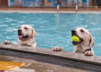 Sports betting operator next to enter prediction markets