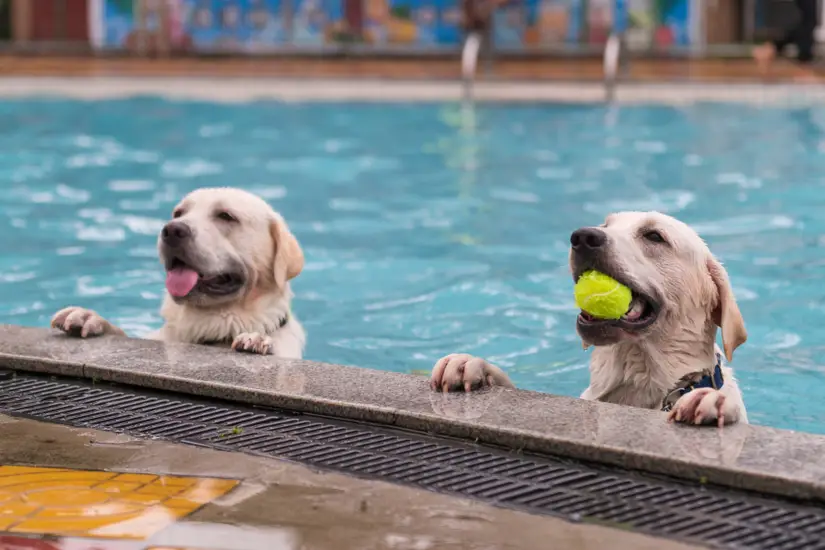 Sports betting operator next to enter prediction markets